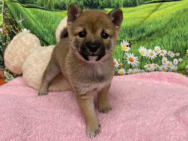 和歌山県の豆柴 (アミーゴ和歌山太田店/2025年9月16日生まれ/女の子/赤)の子犬の2枚目の画像