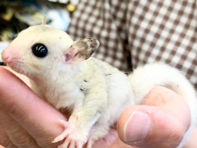 フクロモモンガプラチナモザイク | ペットワールド アミーゴ