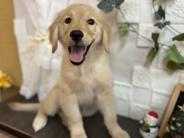 宮城県のゴールデンレトリバー (アミーゴ古川駅前店/2025年9月12日生まれ/女の子/ゴールデン)の子犬の1枚目の画像