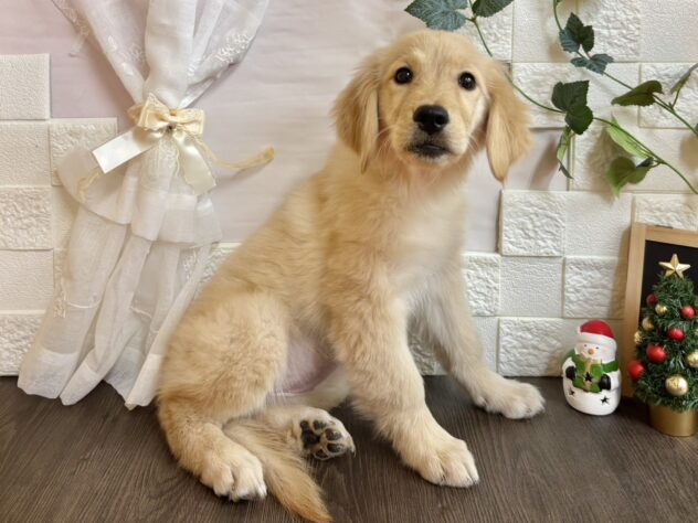 宮城県のゴールデンレトリバー (アミーゴ古川駅前店/2025年9月12日生まれ/女の子/ゴールデン)の子犬の2枚目の画像