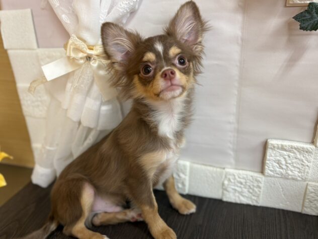 宮城県のチワワ(ロング) (アミーゴ古川駅前店/2025年6月30日生まれ/男の子/チョコレートタンホワイト)の子犬の1枚目の画像