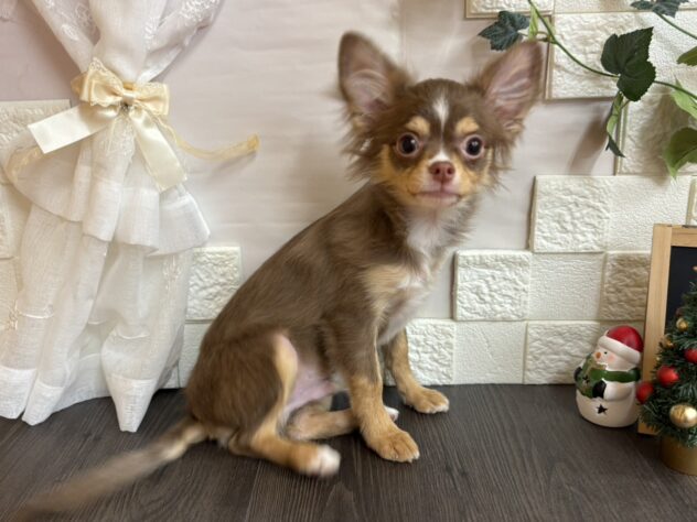 宮城県のチワワ(ロング) (アミーゴ古川駅前店/2025年6月30日生まれ/男の子/チョコレートタンホワイト)の子犬の2枚目の画像