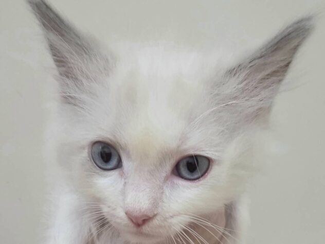 山形県のラグドール (アミーゴ米沢店/2025年9月16日生まれ/女の子/ブルーポイントバイカラー)の子猫