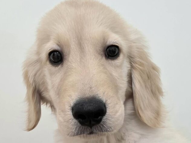 山形県のゴールデンレトリバー (アミーゴ米沢店/2025年9月12日生まれ/男の子/ゴールデン)の子犬