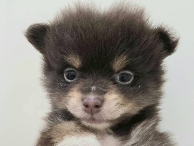 山形県のポメラニアン (アミーゴ米沢店/2025年9月16日生まれ/女の子/チョコレートタンホワイト)の子犬