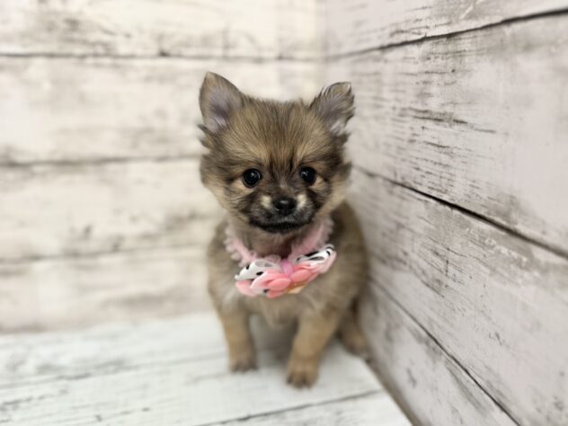 福島県のハーフ犬・ミックス犬 (アミーゴいわき店/2025年9月15日生まれ/女の子/セーブル)の子犬の2枚目の画像