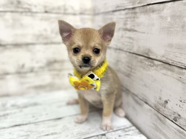 福島県のハーフ犬・ミックス犬 (アミーゴいわき店/2025年9月15日生まれ/女の子/セーブル)の子犬の1枚目の画像