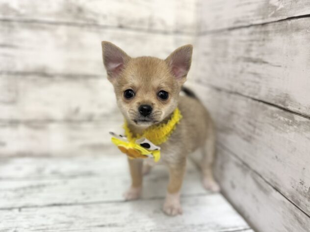 福島県のハーフ犬・ミックス犬 (アミーゴいわき店/2025年9月15日生まれ/女の子/セーブル)の子犬の2枚目の画像