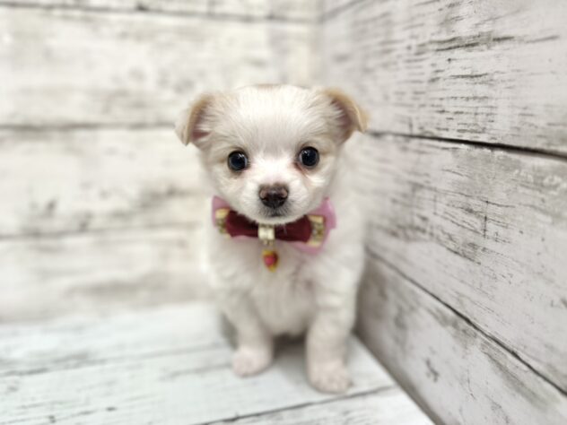 福島県のチワワ(ロング) (アミーゴいわき店/2025年9月14日生まれ/女の子/ホワイトレッド)の子犬の2枚目の画像