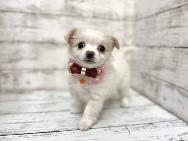 福島県のチワワ(ロング) (アミーゴいわき店/2025年9月14日生まれ/女の子/ホワイトレッド)の子犬の1枚目の画像