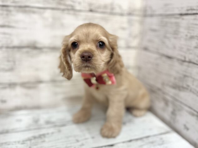 福島県のアメリカンコッカースパニエル (アミーゴいわき店/2025年9月13日生まれ/女の子/バフ&ホワイト)の子犬