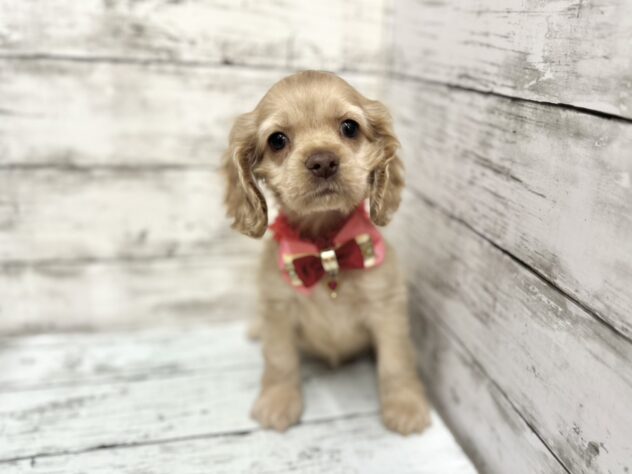 福島県のアメリカンコッカースパニエル (アミーゴいわき店/2025年9月13日生まれ/女の子/バフ&ホワイト)の子犬の2枚目の画像