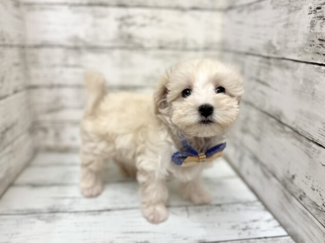 福島県のハーフ犬・ミックス犬 (アミーゴいわき店/2025年9月13日生まれ/男の子/クリーム)の子犬の2枚目の画像