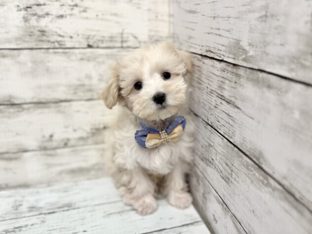 福島県のハーフ犬・ミックス犬 (アミーゴいわき店/2025年9月13日生まれ/男の子/クリーム)の子犬の1枚目の画像