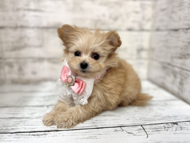 福島県のハーフ犬・ミックス犬 (アミーゴいわき店/2025年9月16日生まれ/女の子/アプリコット)の子犬の1枚目の画像