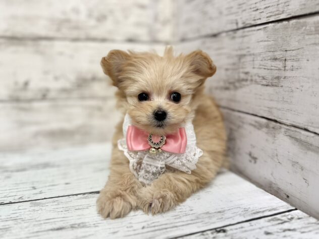 福島県のハーフ犬・ミックス犬 (アミーゴいわき店/2025年9月16日生まれ/女の子/アプリコット)の子犬の2枚目の画像