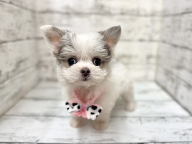 福島県のハーフ犬・ミックス犬 (アミーゴいわき店/2025年9月15日生まれ/女の子/ホワイトブルー)の子犬の1枚目の画像