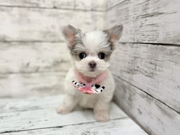 福島県のハーフ犬・ミックス犬 (アミーゴいわき店/2025年9月15日生まれ/女の子/ホワイトブルー)の子犬の2枚目の画像