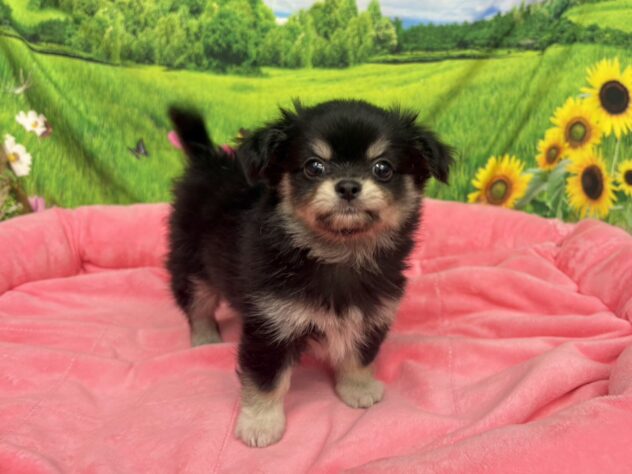 和歌山県のチワワ(ロング) (アミーゴ和歌山太田店/2025年9月22日生まれ/男の子/ブラックタンホワイト)の子犬の2枚目の画像