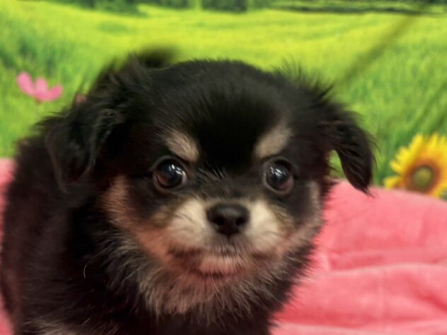 和歌山県のチワワ(ロング) (アミーゴ和歌山太田店/2025年9月22日生まれ/男の子/ブラックタンホワイト)の子犬の1枚目の画像