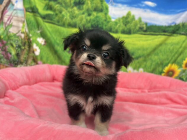 和歌山県のチワワ(ロング) (アミーゴ和歌山太田店/2025年9月22日生まれ/男の子/ブラックタンホワイト)の子犬の3枚目の画像