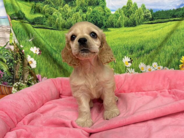 和歌山県のアメリカンコッカースパニエル (アミーゴ和歌山太田店/2025年9月22日生まれ/男の子/バフ)の子犬の4枚目の画像