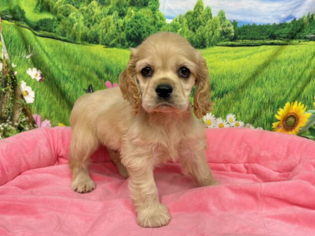 和歌山県のアメリカンコッカースパニエル (アミーゴ和歌山太田店/2025年9月22日生まれ/男の子/バフ)の子犬の2枚目の画像