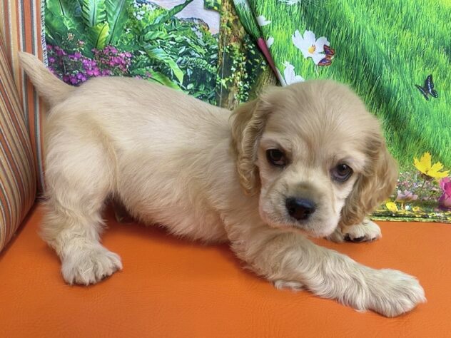 和歌山県のアメリカンコッカースパニエル (アミーゴ和歌山太田店/2025年9月22日生まれ/男の子/バフ)の子犬の3枚目の画像