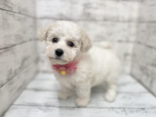 福島県のビションフリーゼ (アミーゴいわき店/2025年9月24日生まれ/女の子/ホワイト)の子犬の2枚目の画像