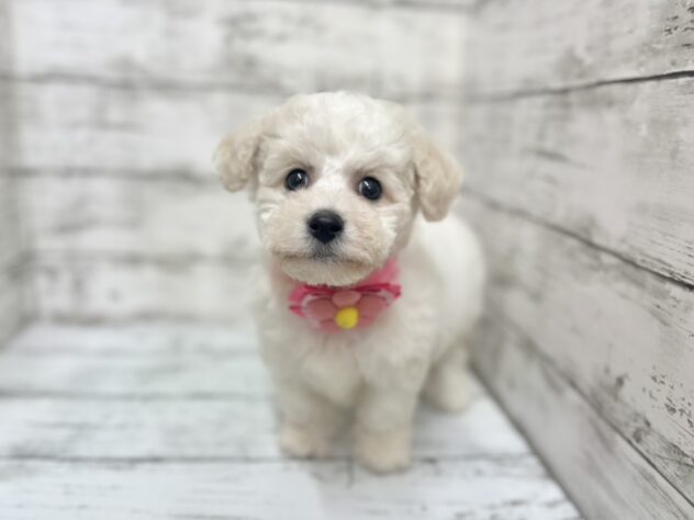 福島県のビションフリーゼ (アミーゴいわき店/2025年9月24日生まれ/女の子/ホワイト)の子犬の1枚目の画像