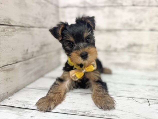 福島県のヨークシャーテリア (アミーゴいわき店/2025年9月21日生まれ/女の子/スチールブルータン)の子犬の1枚目の画像