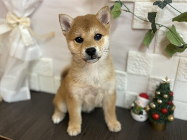 宮城県の柴犬(標準サイズ) (アミーゴ古川駅前店/2025年9月2日生まれ/男の子/赤)の子犬