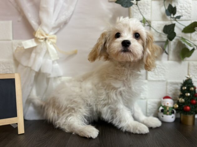 宮城県のハーフ犬・ミックス犬 (アミーゴ古川駅前店/2025年7月1日生まれ/女の子/クリーム)の子犬の2枚目の画像