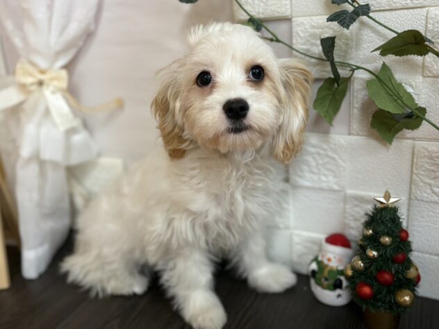 宮城県のハーフ犬・ミックス犬 (アミーゴ古川駅前店/2025年7月1日生まれ/女の子/クリーム)の子犬の1枚目の画像