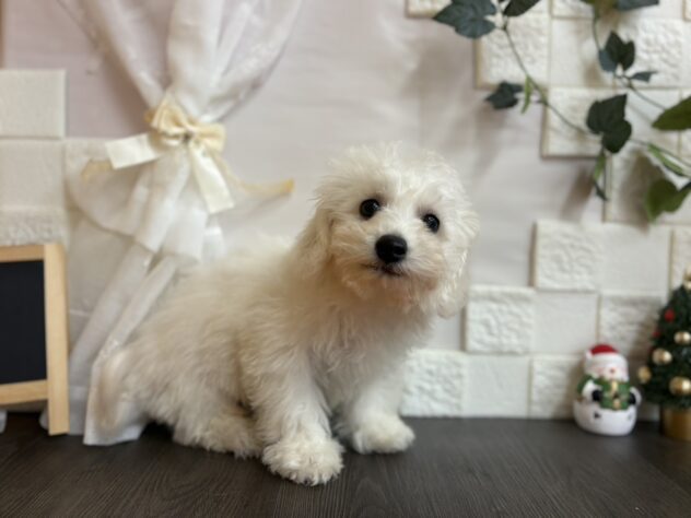 宮城県のビションフリーゼ (アミーゴ古川駅前店/2025年9月1日生まれ/男の子/ホワイト)の子犬の2枚目の画像