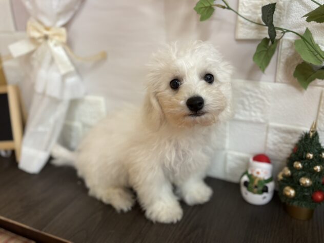 宮城県のビションフリーゼ (アミーゴ古川駅前店/2025年9月1日生まれ/男の子/ホワイト)の子犬の1枚目の画像