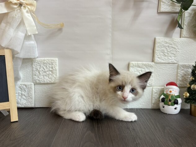 宮城県のラグドール (アミーゴ古川駅前店/2025年9月24日生まれ/女の子/シールポイントバイカラー)の子猫の2枚目の画像