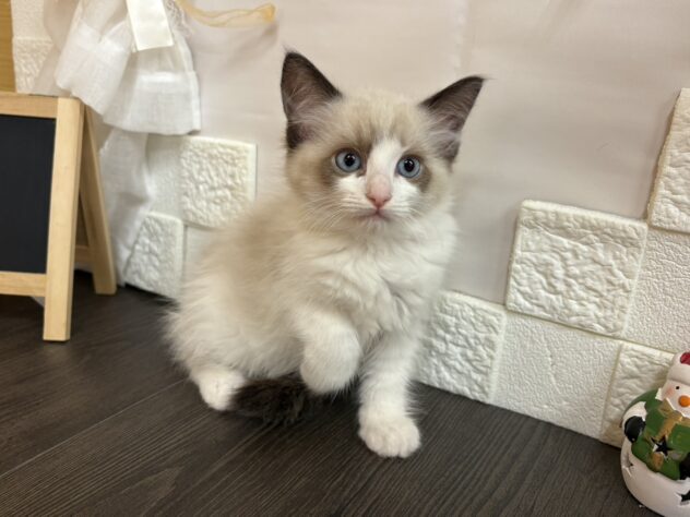 宮城県のラグドール (アミーゴ古川駅前店/2025年9月24日生まれ/女の子/シールポイントバイカラー)の子猫の1枚目の画像