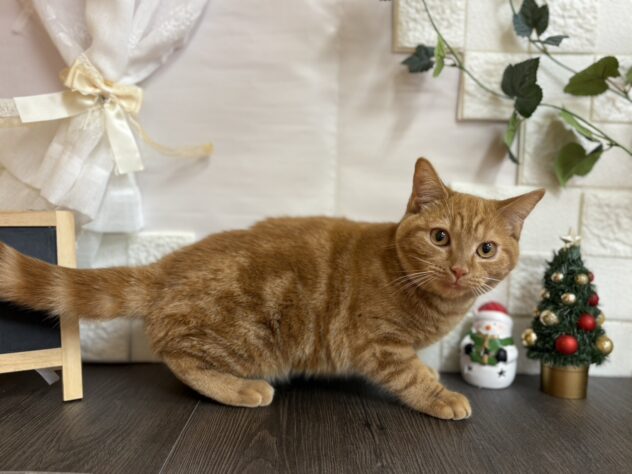 宮城県のスコティッシュフォールド (アミーゴ古川駅前店/2025年6月7日生まれ/女の子/レッドタビー)の子猫の2枚目の画像