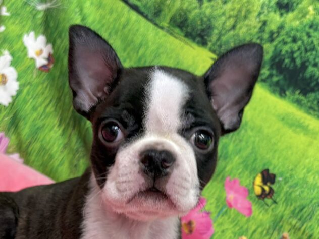 和歌山県のボストンテリア (アミーゴ和歌山太田店/2025年9月29日生まれ/男の子/ボストンカラー)の子犬の1枚目の画像