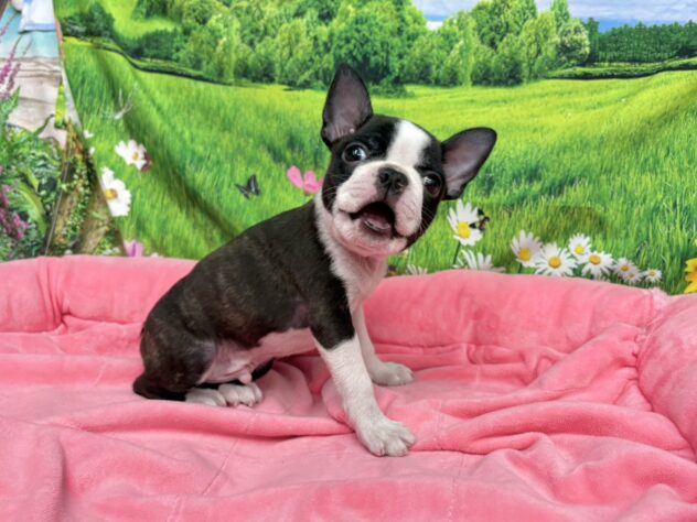 和歌山県のボストンテリア (アミーゴ和歌山太田店/2025年9月29日生まれ/男の子/ボストンカラー)の子犬の3枚目の画像