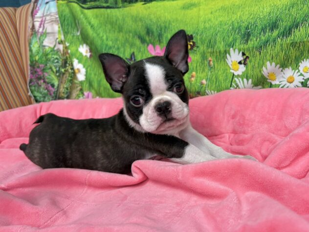 和歌山県のボストンテリア (アミーゴ和歌山太田店/2025年9月29日生まれ/男の子/ボストンカラー)の子犬の2枚目の画像