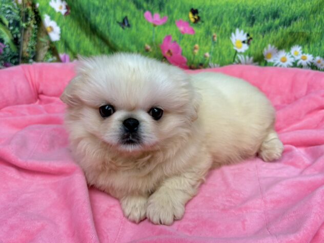 和歌山県のペキニーズ (アミーゴ和歌山太田店/2025年9月27日生まれ/男の子/クリーム)の子犬の2枚目の画像