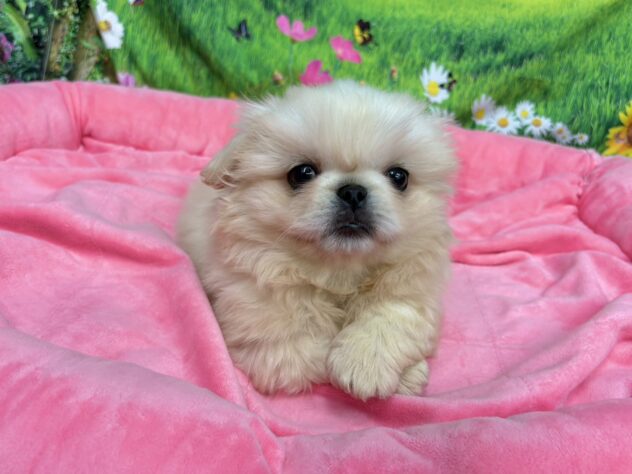 和歌山県のペキニーズ (アミーゴ和歌山太田店/2025年9月27日生まれ/男の子/クリーム)の子犬の3枚目の画像