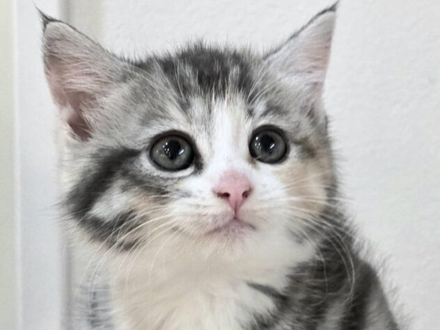 山形県のマンチカン (アミーゴ米沢店/2025年9月29日生まれ/女の子/シルバーパッチドタビーホワイト)の子猫