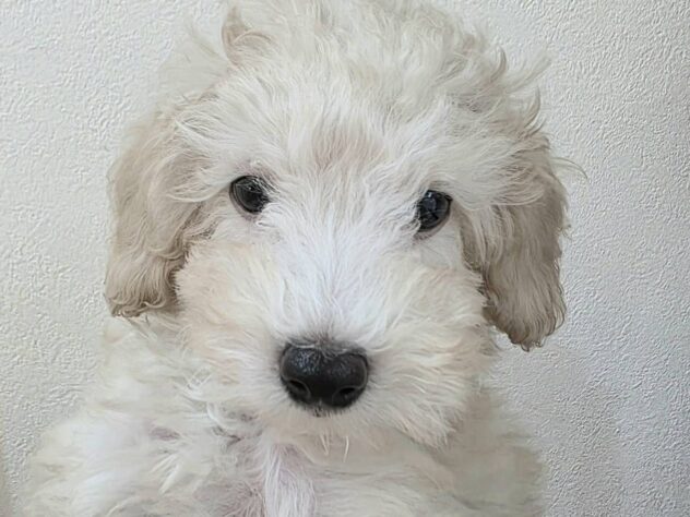 山形県のハーフ犬・ミックス犬 (アミーゴ米沢店/2025年8月30日生まれ/男の子/アプリコット)の子犬