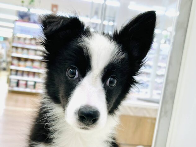 岡山県のボーダーコリー (アミーゴ水島店/2025年8月23日生まれ/女の子/ブラックホワイト)の子犬