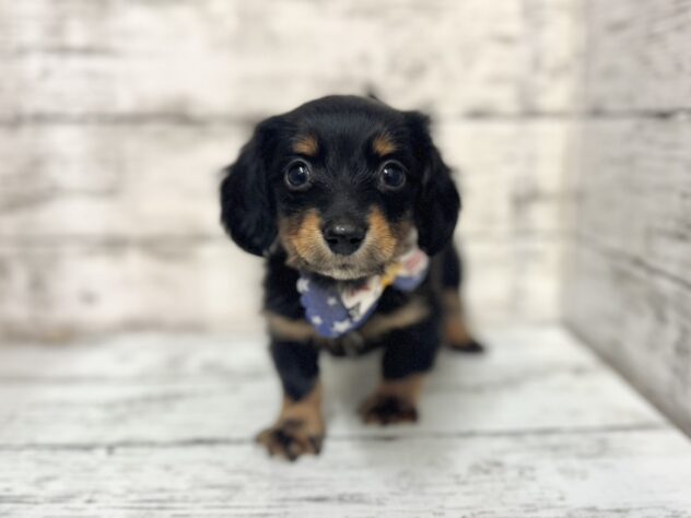 福島県のミニチュアダックスフンド(ロング) (アミーゴいわき店/2025年9月28日生まれ/男の子/ブラックタン)の子犬の2枚目の画像