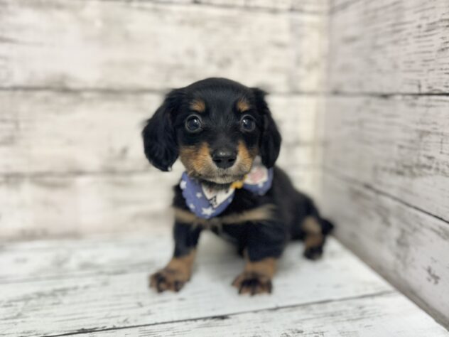 福島県のミニチュアダックスフンド(ロング) (アミーゴいわき店/2025年9月28日生まれ/男の子/ブラックタン)の子犬の1枚目の画像