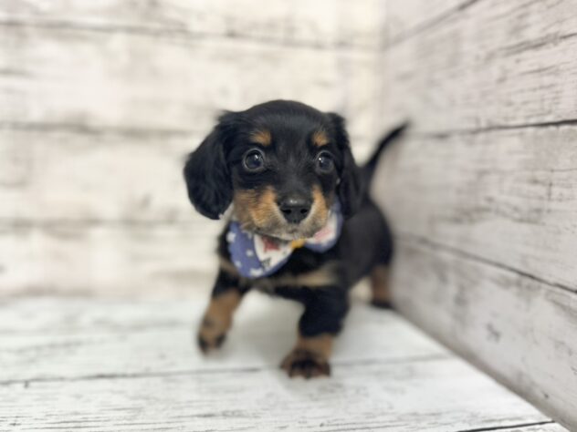 福島県のミニチュアダックスフンド(ロング) (アミーゴいわき店/2025年9月28日生まれ/男の子/ブラックタン)の子犬の3枚目の画像